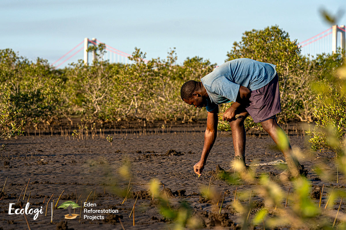 BBQ Stove & Ecologi Man Planting Tree Saplings in Madagascar